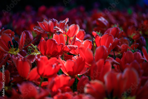 Winter flowers are beautiful, vibrant, and worth admiring.