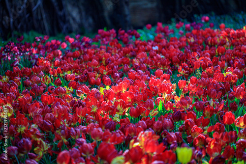 Winter flowers are beautiful, vibrant, and worth admiring.