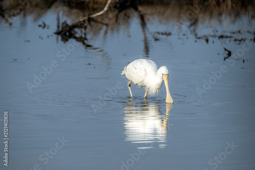 Fotografie A spoonbill standing calmly in shallow water with a clear reflection and reeds b