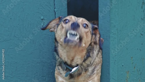 Angry dog barking while sitting in its kennel
