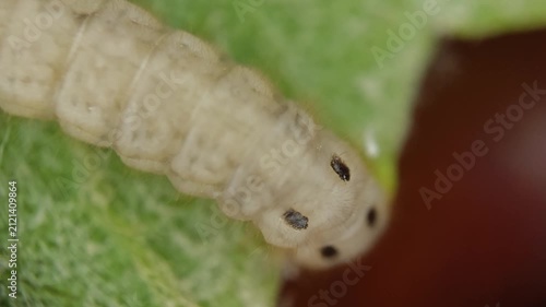 Caterpillar crawling on a green leaf