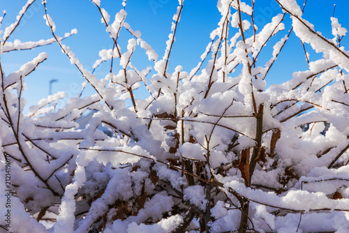 Konstfotografi Close-up view of snow-covered branches sparkling in bright winter sunlight against clear blue sky