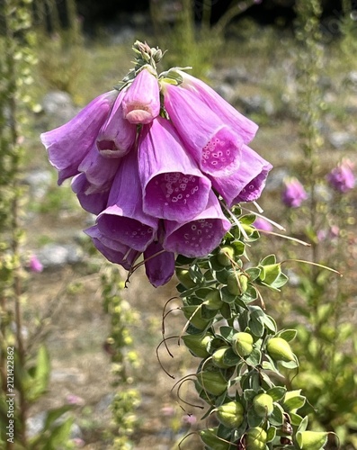 Pollux Pink (Digitalis purpurea) in july, on Hano in Blekinge, southern Sweden.