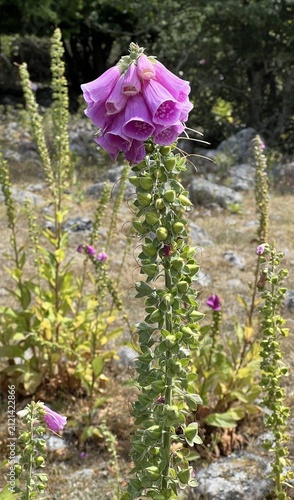 Pollux Pink (Digitalis purpurea) in july, on Hano in Blekinge, southern Sweden.