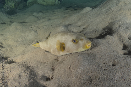 Fish swimming in the Red Sea, colorful fish, Eilat, Israel
