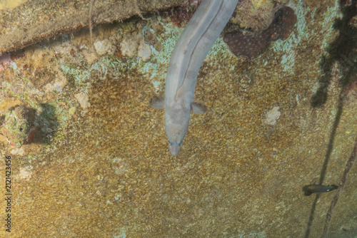 Moray eel Mooray lycodontis undulatus in the Red Sea, Eilat Israel
