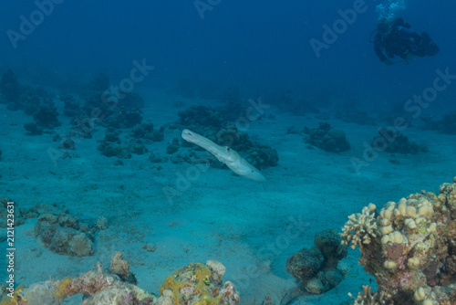 Squid in the Red Sea, Colorful and beautiful, Eilat, Israel
