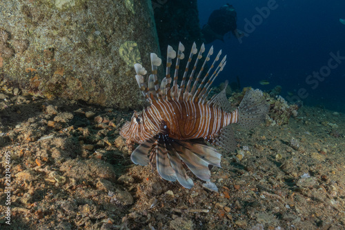 Lionfish (Pterois miles) in the Red Sea, colorful fish, Eilat, Israel
