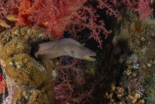 Moray eel Mooray lycodontis undulatus in the Red Sea, Eilat Israel
