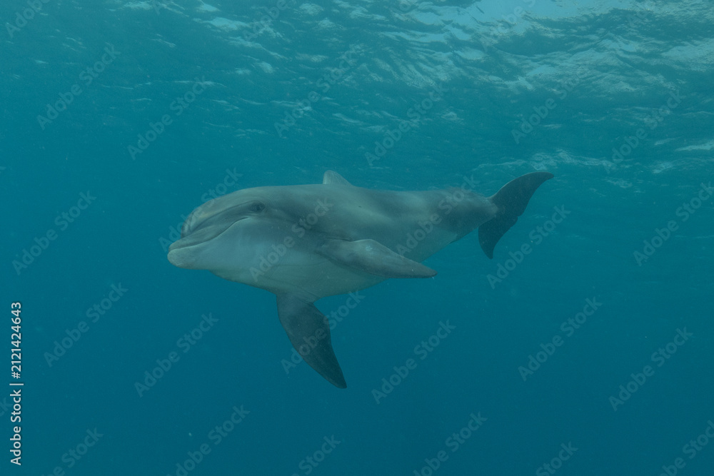 Naklejka premium Dolphin swimming in the Red Sea, Eilat Israel 
