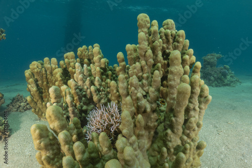 Coral reef and water plants in the Red Sea, Eilat, Israel
