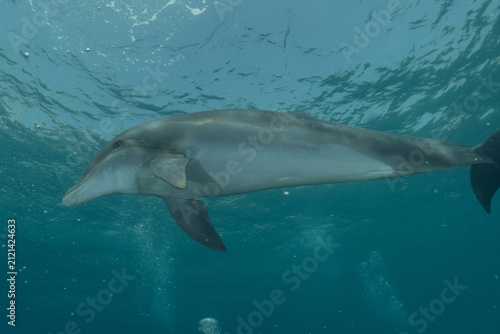 Dolphin swimming in the Red Sea, Eilat Israel
