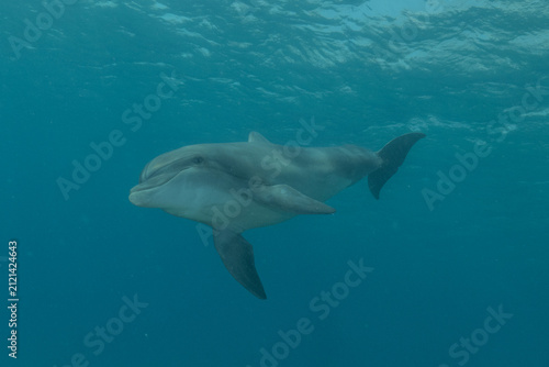 Dolphin swimming in the Red Sea, Eilat Israel
