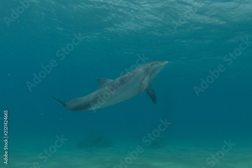 Dolphin swimming in the Red Sea, Eilat Israel
