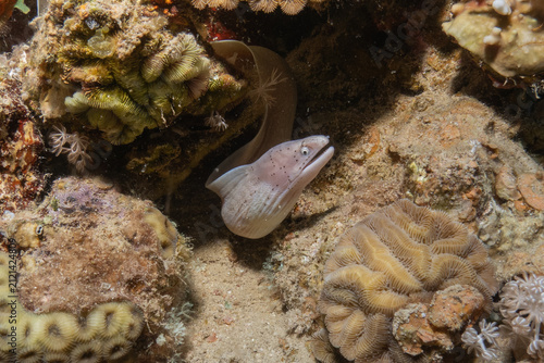 Moray eel Mooray lycodontis undulatus in the Red Sea, Eilat Israel
