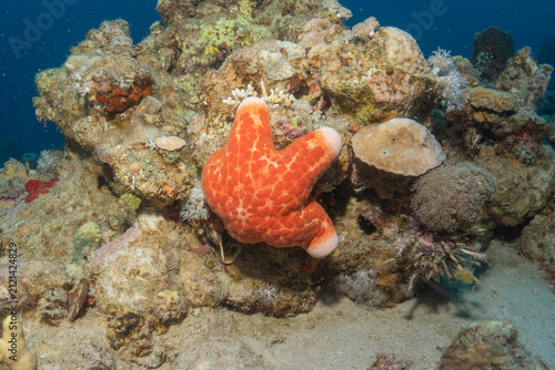 Starfish on the seabed in the Red Sea, Eilat Israel
