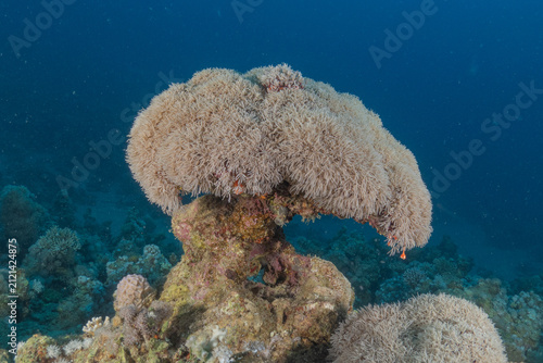 Coral reef and water plants in the Red Sea, Eilat, Israel

