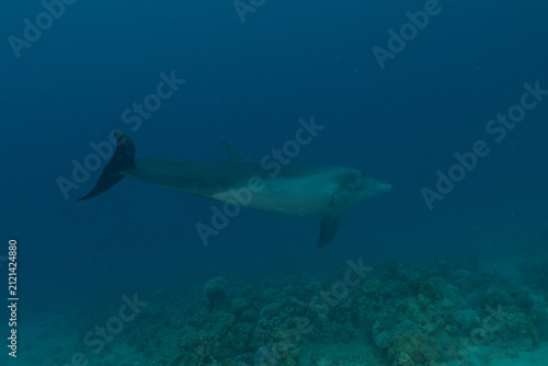 Dolphin swimming in the Red Sea, Eilat Israel
