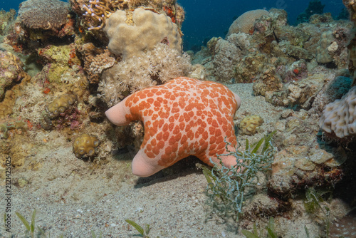 Starfish on the seabed in the Red Sea, Eilat Israel
