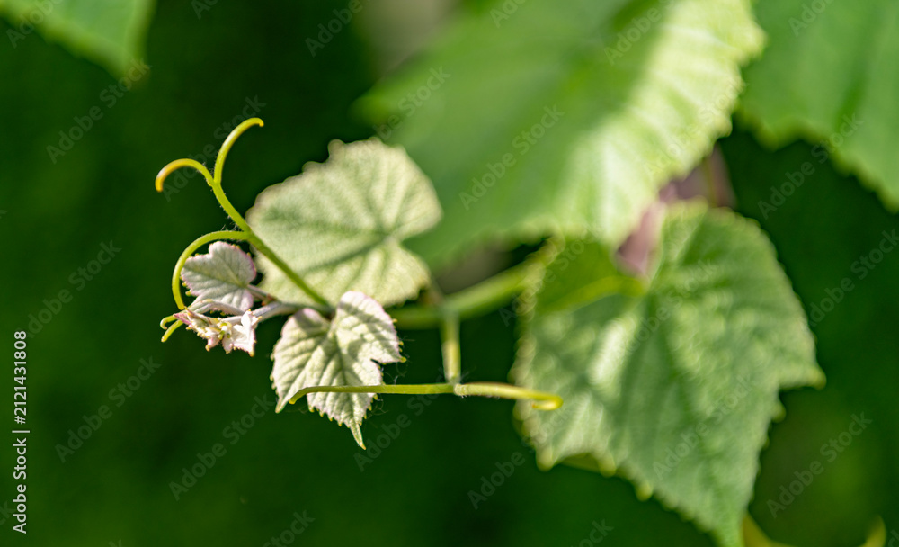Obraz premium Grapevine green leaves of grapes in vineyard nature. Grapevine with green leaves grows in a vineyard. Green leaves and vineyard farming create a peaceful outdoor scene full of grape cultivation