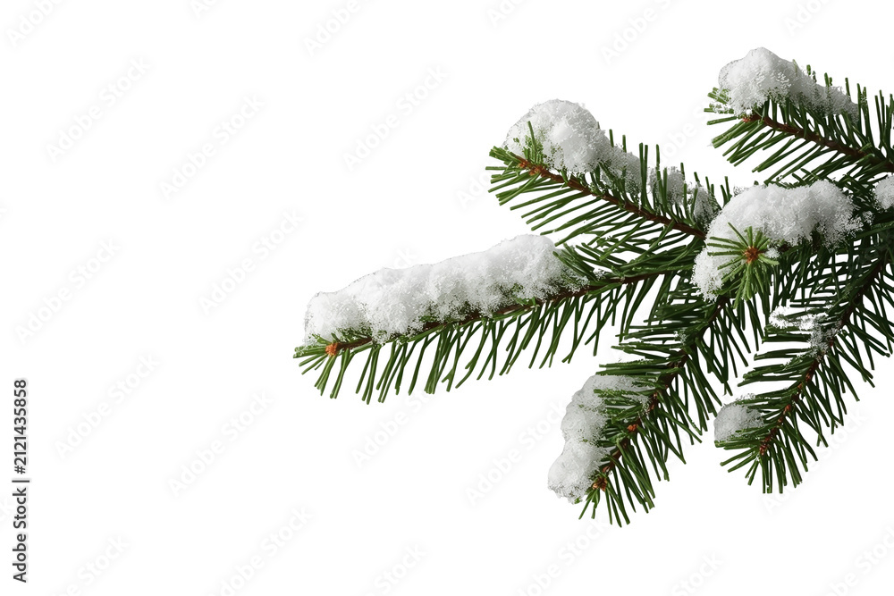 Obraz premium Snow covered evergreen pine branches with dark needles