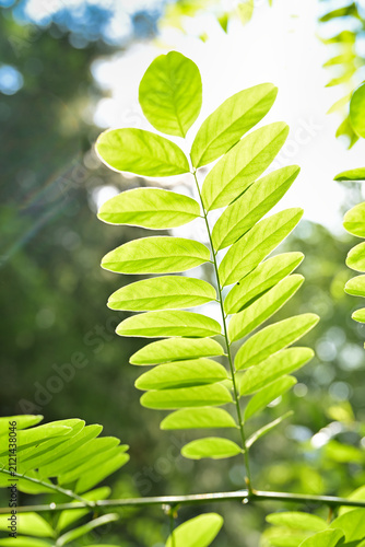 Cuadro en lienzo Close-up of bright green pinnate locust tree leaves illuminated by natural backlighting against a soft bokeh background