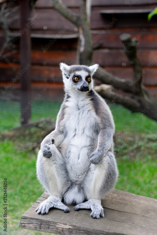 Fototapeta premium Ring-tailed lemur (Lemur catta) sitting in a funny meditative posture outdoors at a zoo, hilarious cute primate portrait