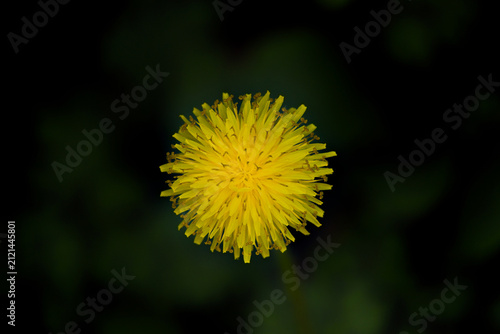 어두운 배경 속에서 대조를 이루며 빛나는 노란 민들레 (Vibrant yellow dandelion flower glowing against a dark moody background)