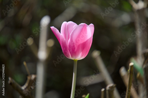 흐릿한 자연 배경 속 아름다운 한 송이 분홍 튤립 (Beautiful single pink tulip blooming against a blurred nature background)