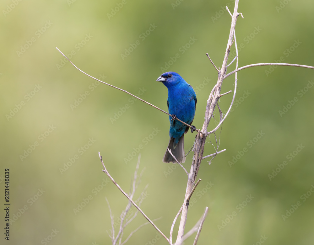 Fototapeta premium indigo bunting on twig