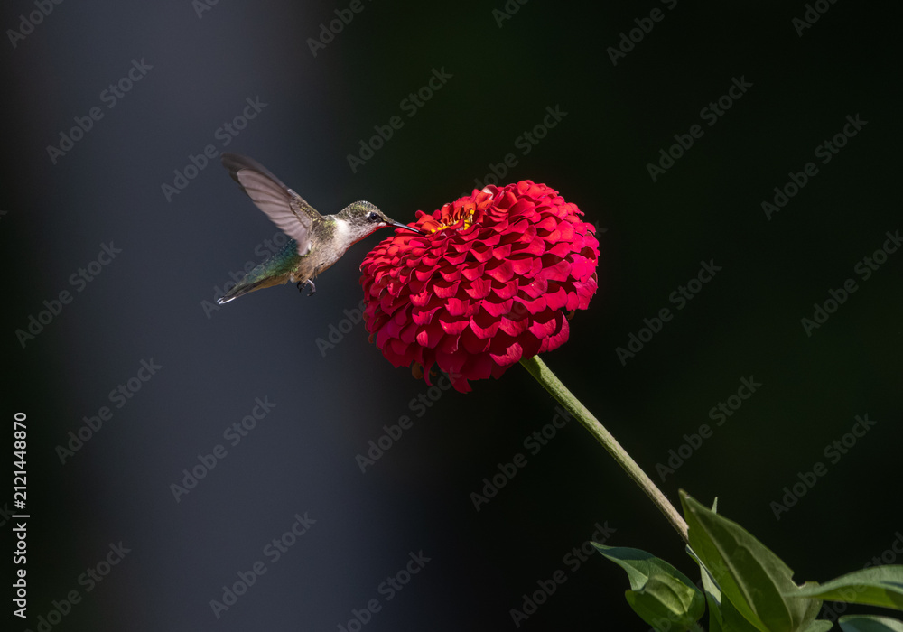 Fototapeta premium hummingbird feeding on red flower