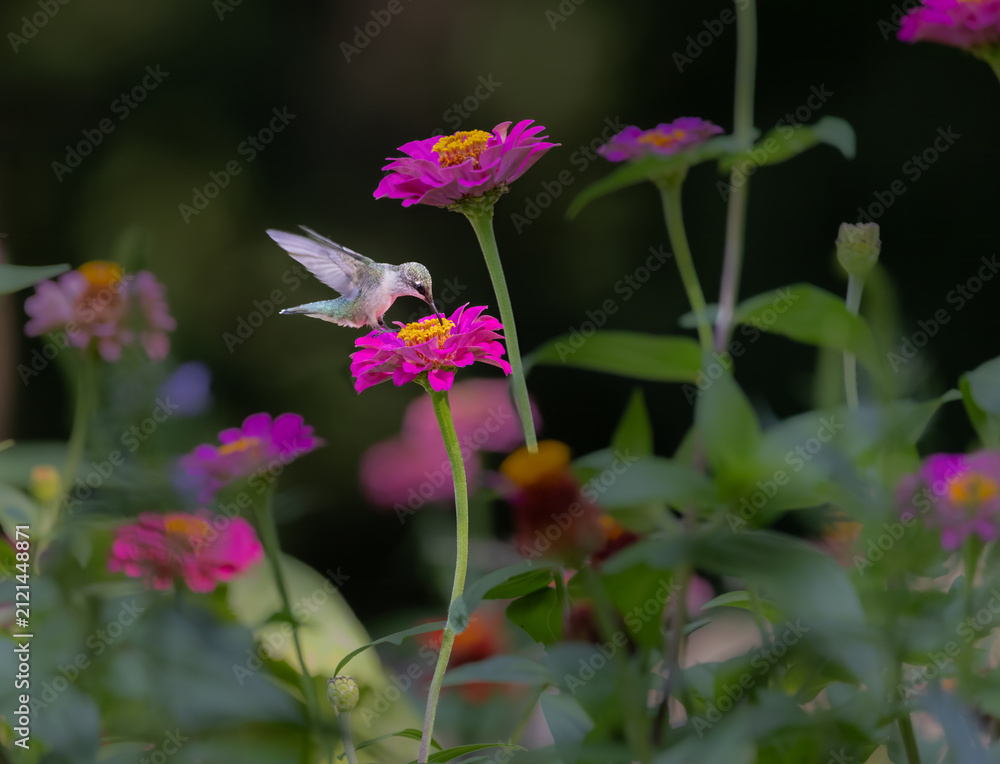 Fototapeta premium hummingbird feeding on flower