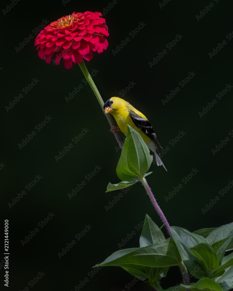Fototapeta premium goldfinch on red on flower