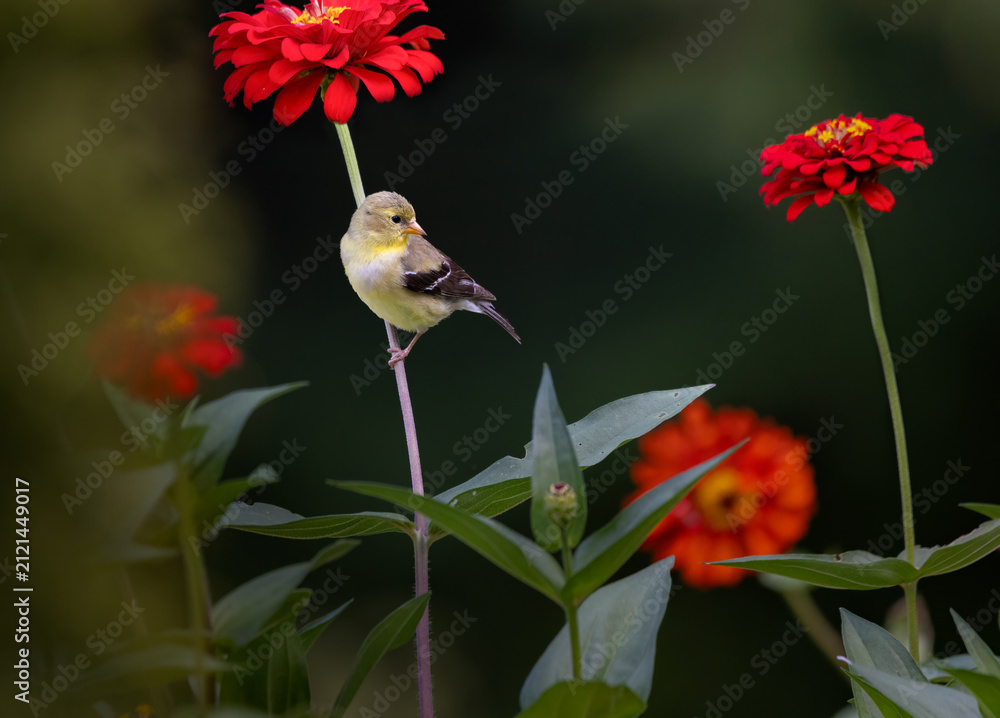 Fototapeta premium goldfinch on flower