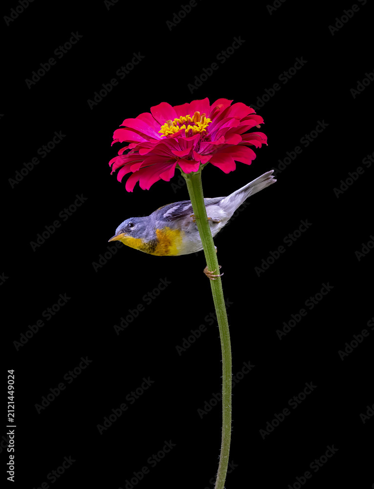 Fototapeta premium northern parula on red on flower