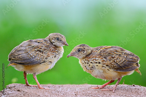 juvenile female of common buttonquails perching on dirt pole after heavy rain while foraging in early morning