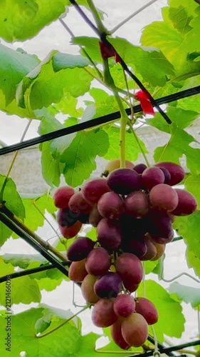 Bunch of red grapes in the vineyard
