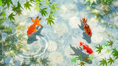 Goldfish swimming gracefully in a clear pond.　透き通る池の中を優雅に泳ぐ金魚