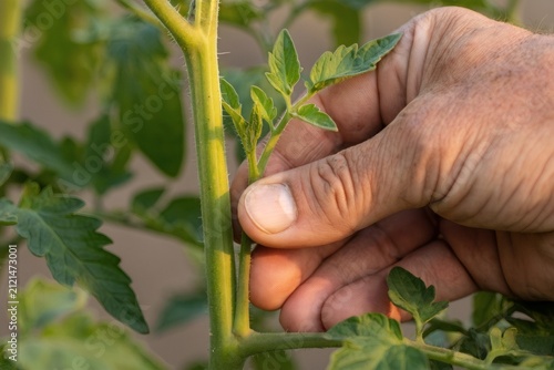 Gardener's hand removing a tomato sucker at the leaf axil