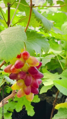 Red berries of grape