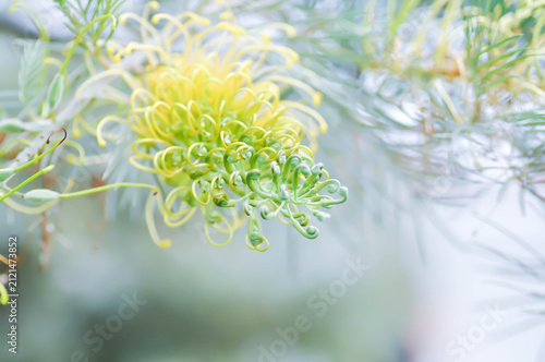 Grevillea bush lemon, Grevillea bush lemons or Grevillea bushlemon or Grevillea Sylvia or Spider flower or Banksia occidentalis or yellow flower