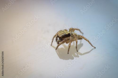 Bild auf Leinwand Tiny Jumping Spider (Salticidae) Macro Portrait on White Surface – Detailed Clos