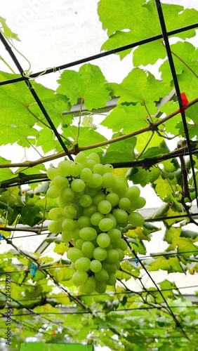 Green berries of growing grape in the home garden 