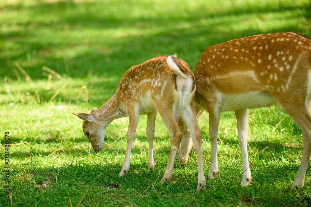 Obraz premium European fallow deer doe with cute spotted fawn grazing on green grass. Close up animal family in wildlife sanctuary, eco tourism and environment conservation concept