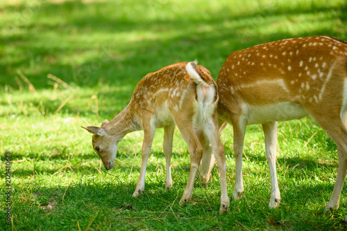 European fallow deer doe with cute spotted fawn grazing on green grass. Close up animal family in wildlife sanctuary, eco tourism and environment conservation concept