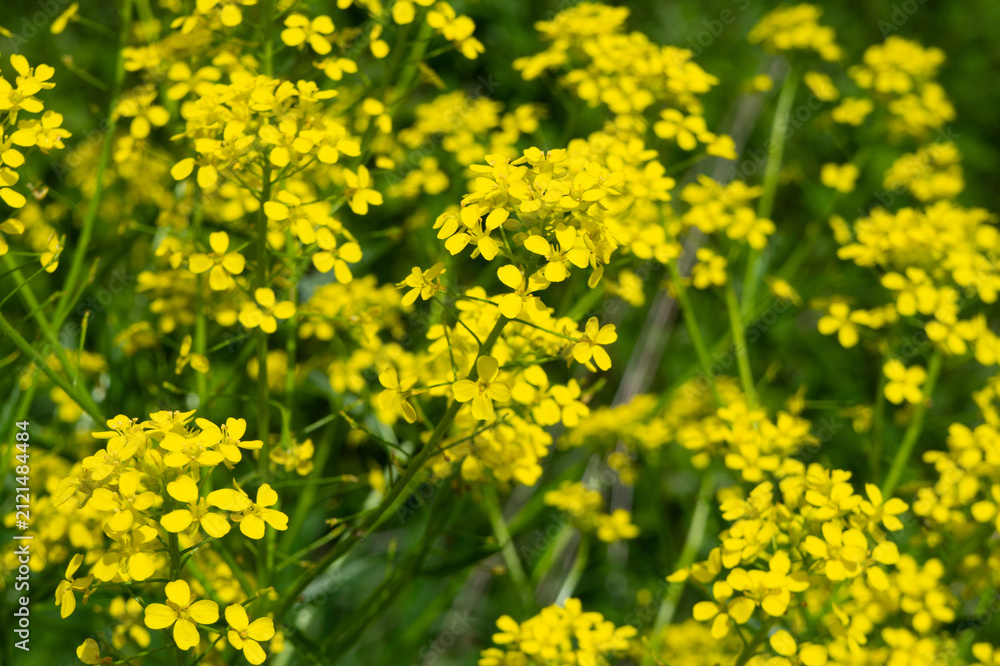 Fototapeta premium Close-up of bright yellow wild mustard flowers blooming background