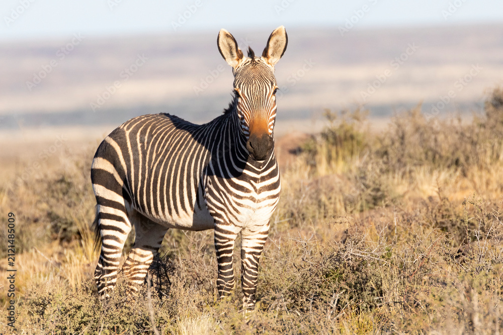 Obraz premium Cape Mountain Zebra (Equus zebra zebra), Karoo, South Africa, IUCN Red List Vulnerable