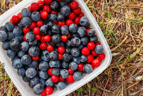 Canvas Print Overhead view of a container filled with freshly picked wild bilberries and red lingonberries on the forest floor near Vilniemi in Hamina, Finland