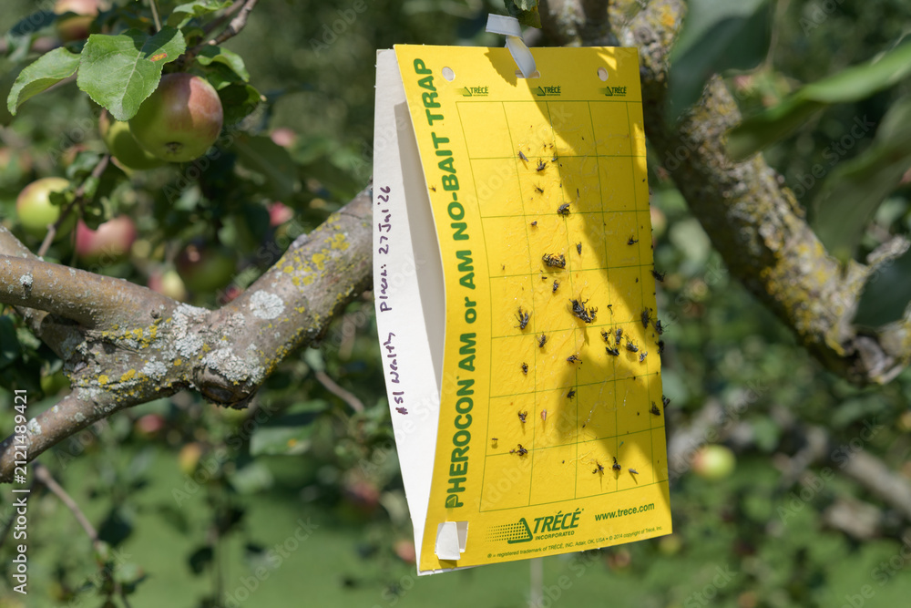 Fototapeta premium insect monitoring trap by Trécé hanging on an apple tree in Toronto