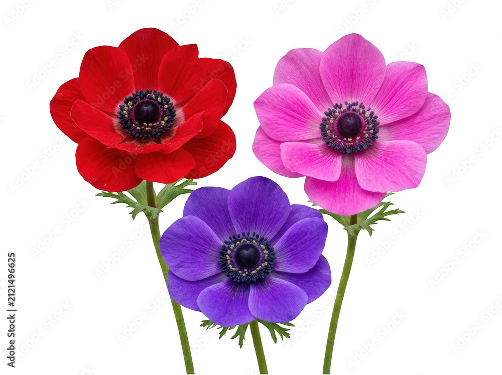 Fototapeta premium Three colorful anemone flowers isolated on transparent background